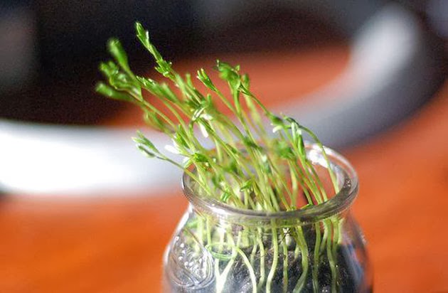 Agriculture Blog زراعة الفول في القطن