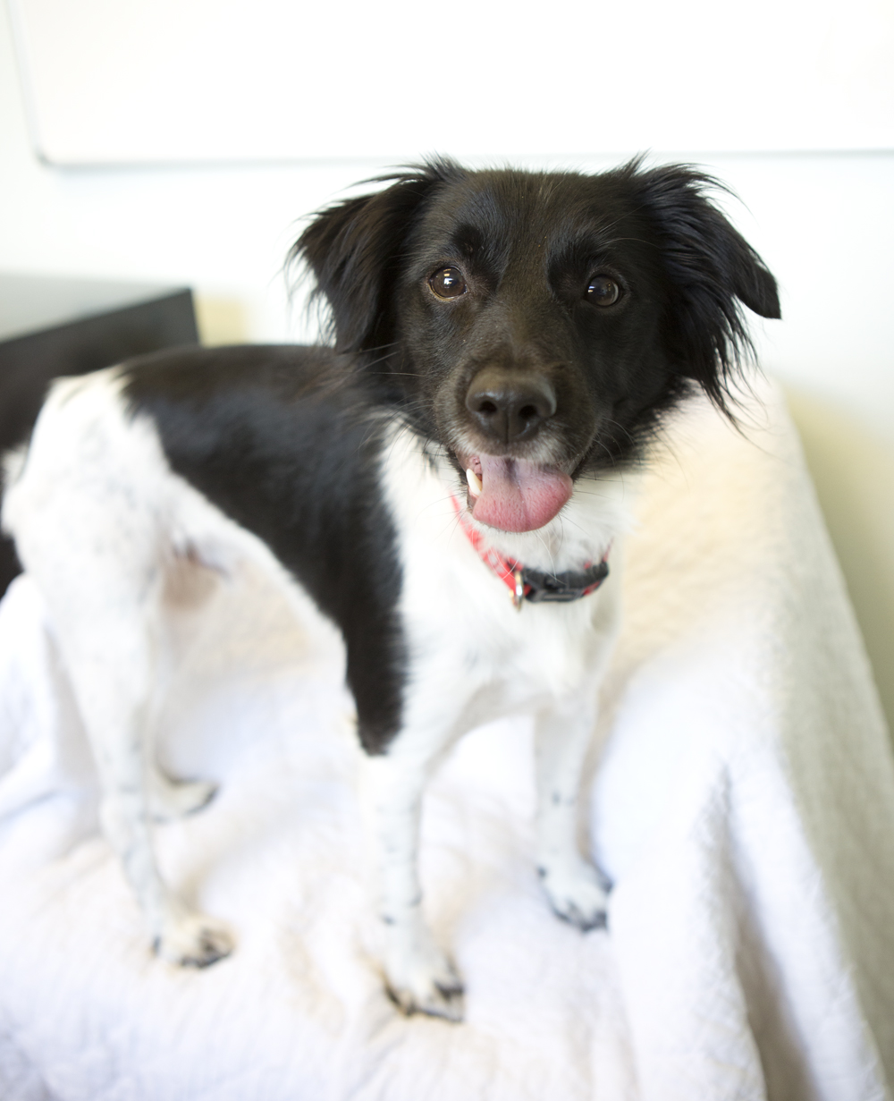 Shelter Dogs of Portland "WALNUT" fabulous, hyper little mix (spaniel