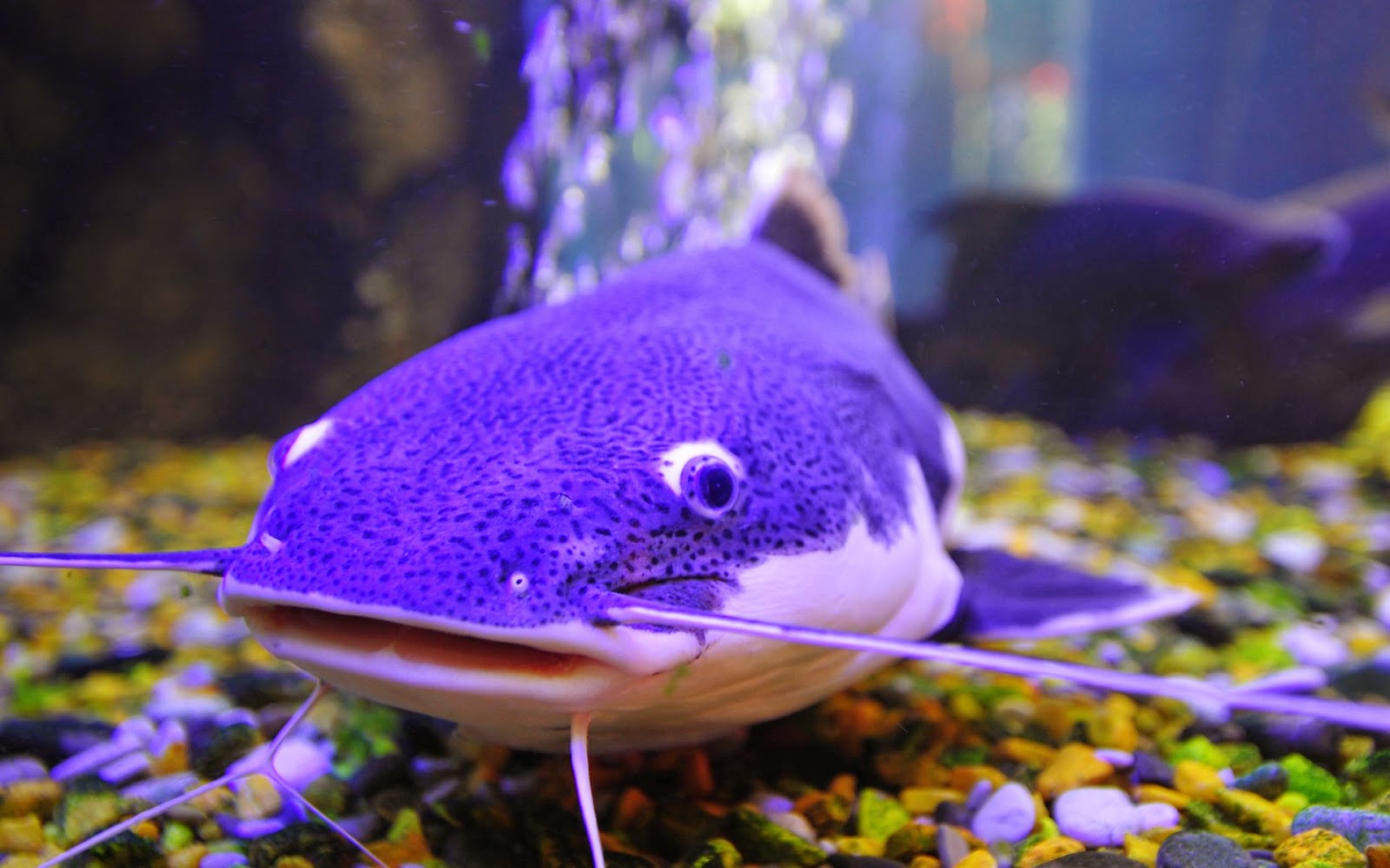 Фиолетовая рыба красивые фото и картинки