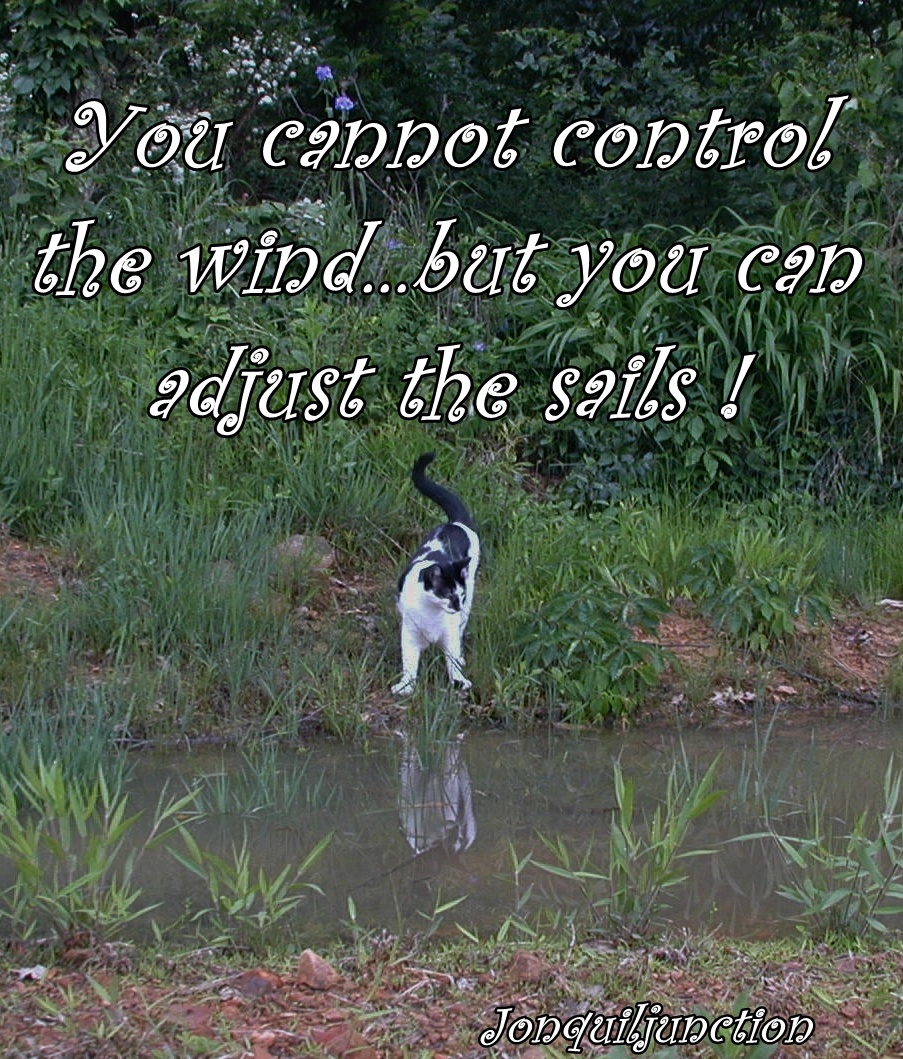 Welcome to Jonquiljunction: Sunday Quotes...cooler