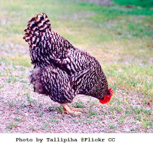 Chickens 12 of the Best Brown EggLayers Big Picture Agriculture