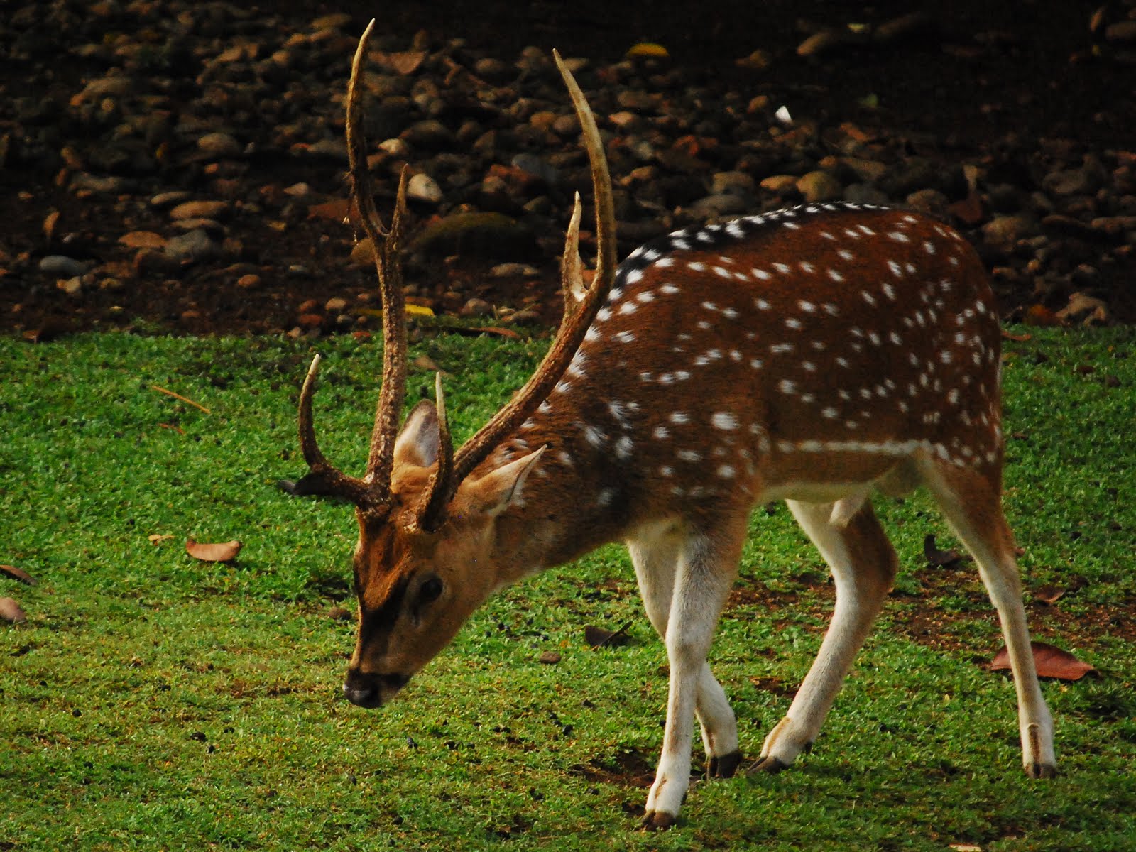 Unique: Selain mengerikan ternyata hewan-hewan ini berguna bagi