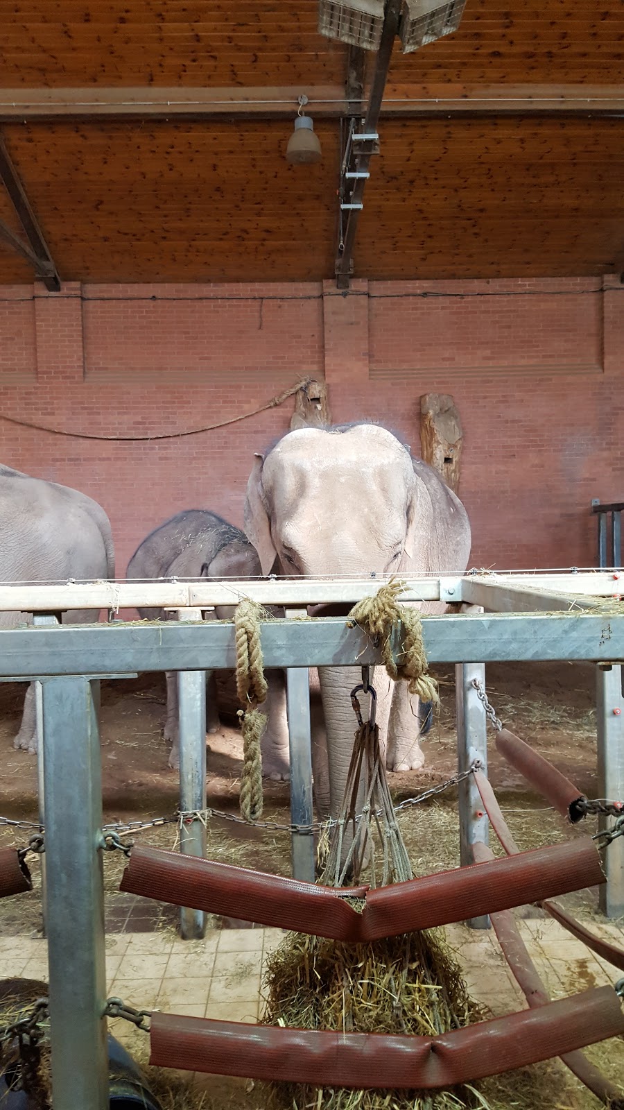 Day At The Zoo: The Wordless or not so Wordless Wednesday Link Up