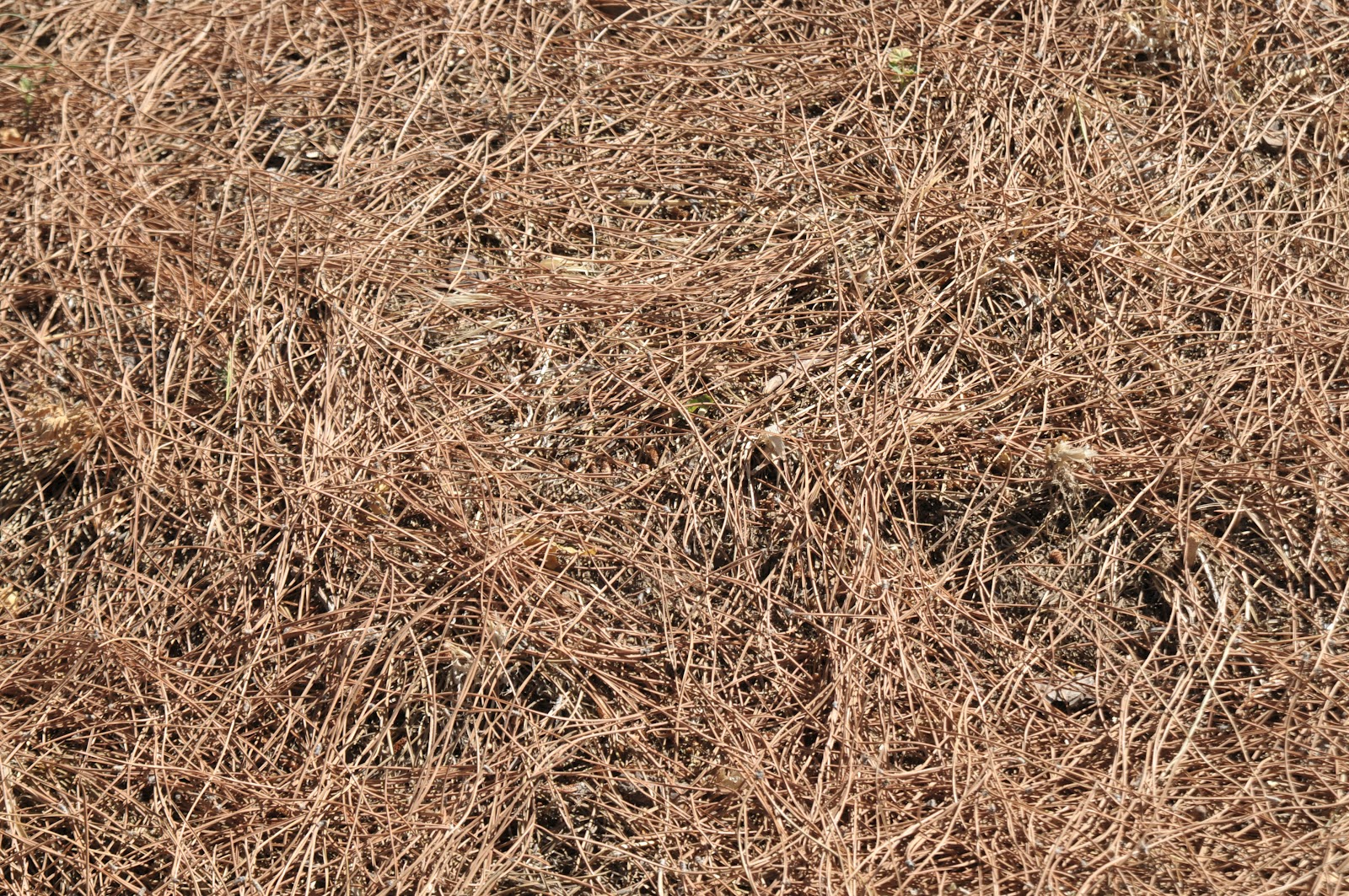 Сухая трава под землей. Трава тухлая. Сухая трава под землей. Засохшая трава. Поле сухой травы.