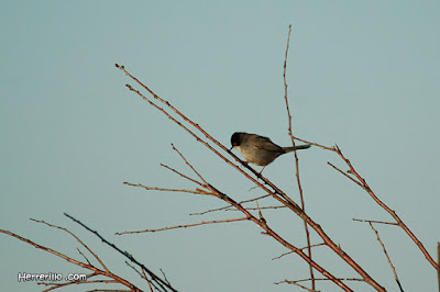 Tallarol capnegre (Sylvia melanocephala)