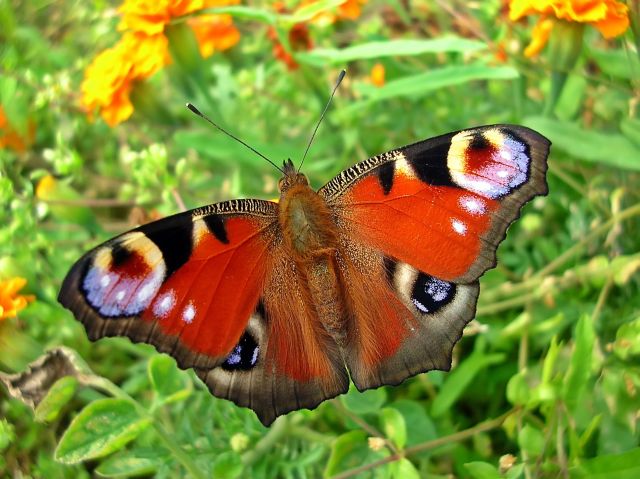 oczy motyla, kwiaty, owady, motyle, przyroda, łąki