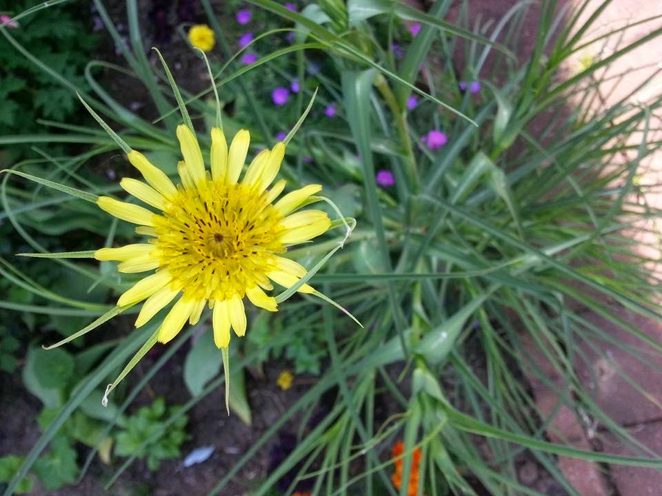 Salsify is the  volunteer plant