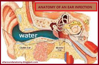 human anatomy: ANATOMY OF AN EAR INFECTION