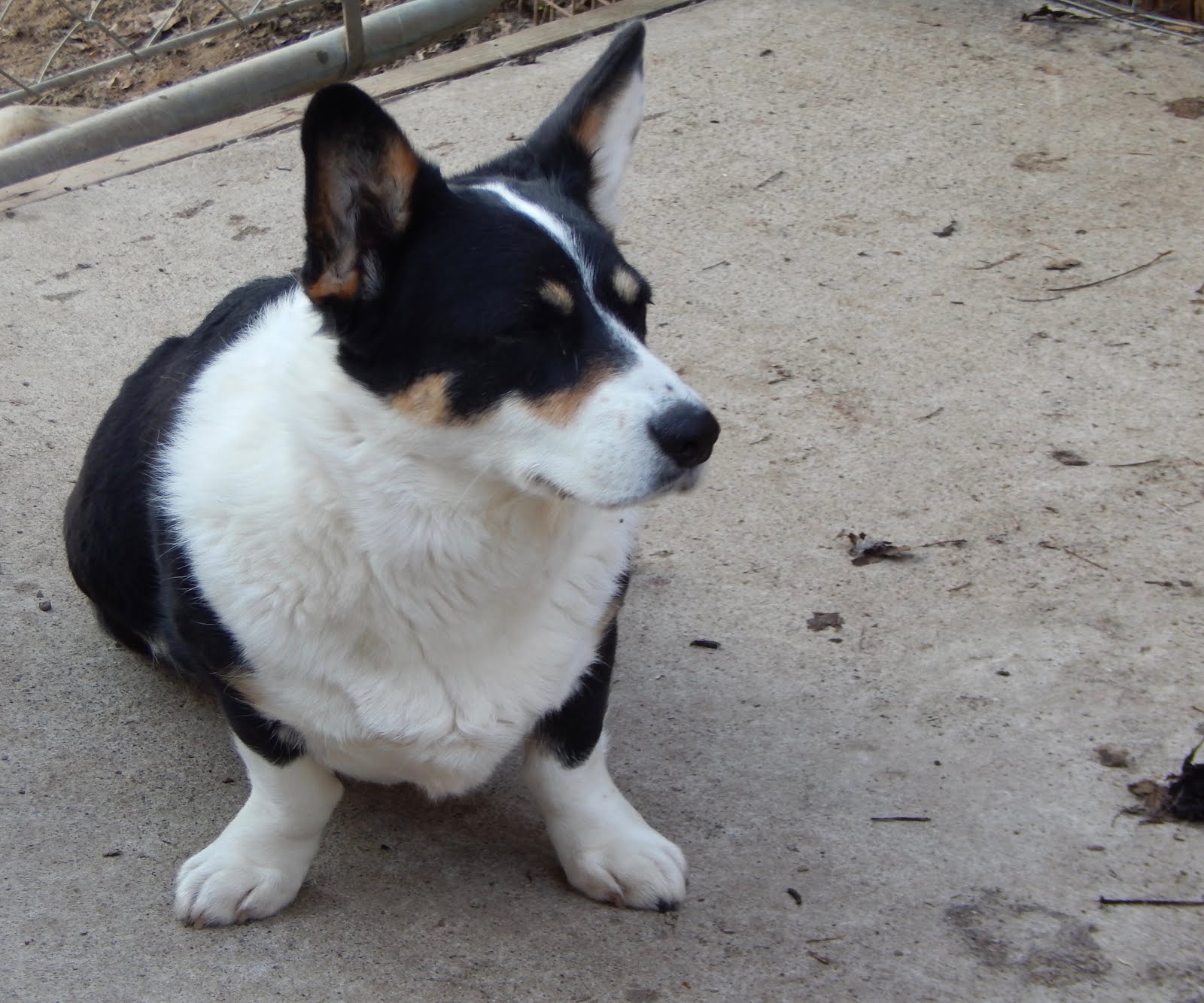 Big Ears Kennel Girls & Boys Of Big Ears Kennel