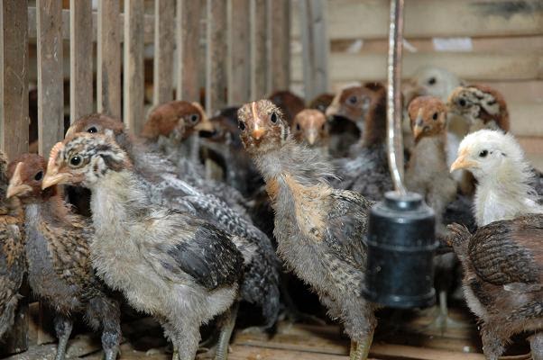Cara Beternak Ayam Kampung untuk Pemula  Ayam Kampung