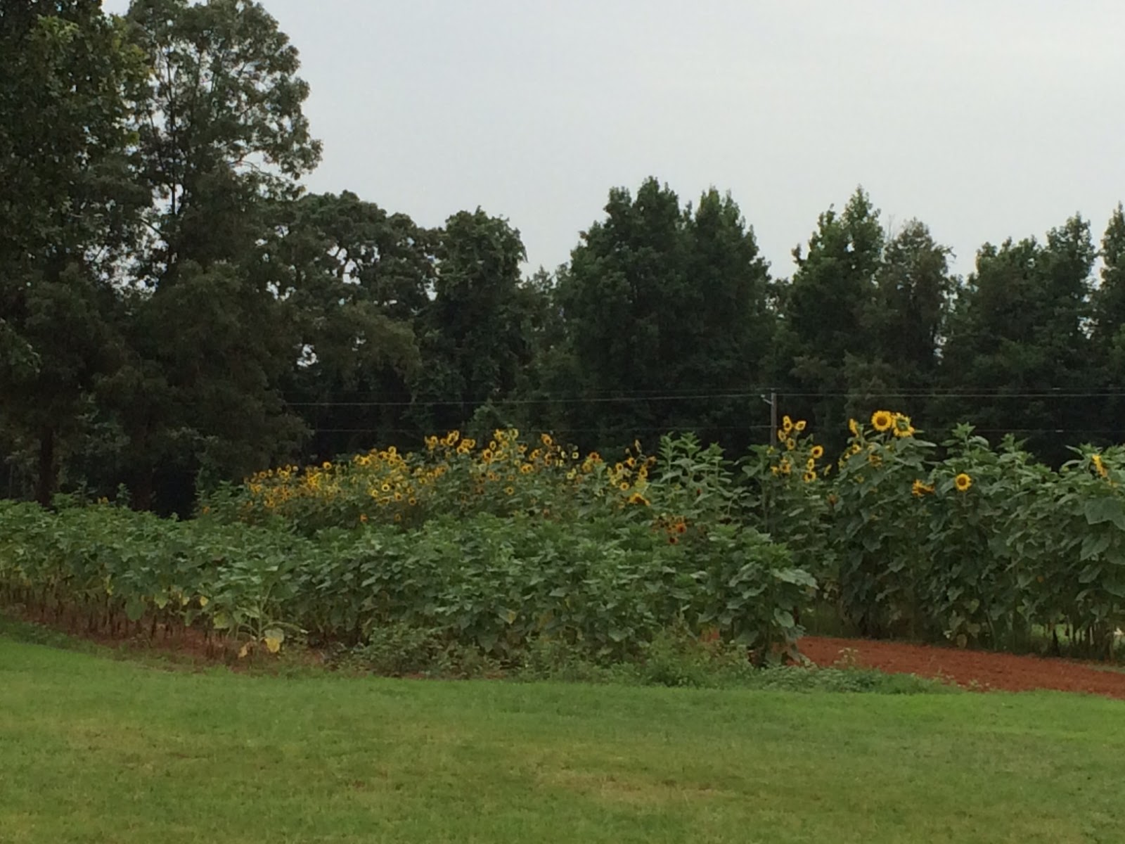 Louisiana Agritourism Sunflower Trail & Festival