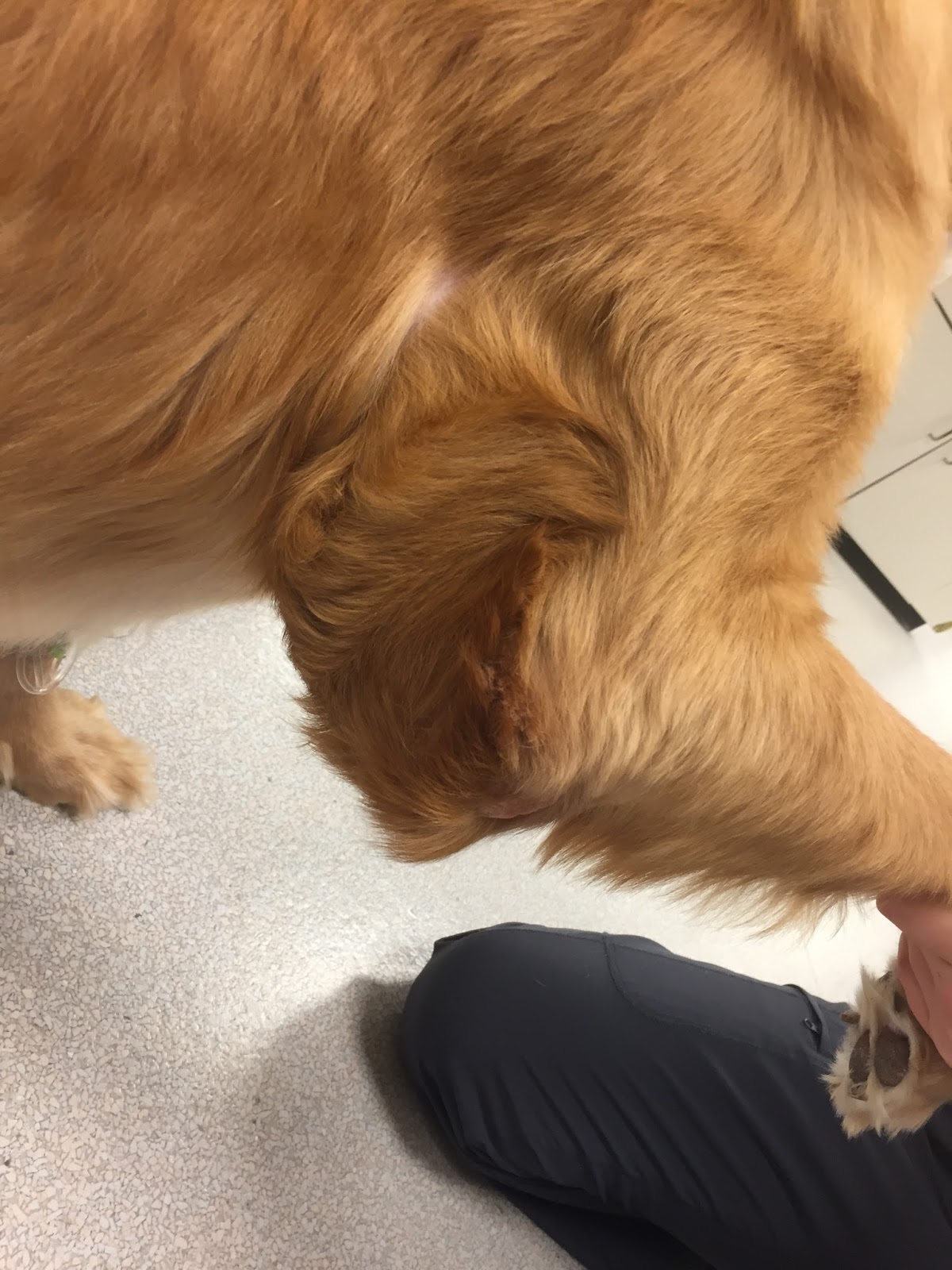 Veterinary Key Points Axial Pattern Flap Reconstruction of a Chronic