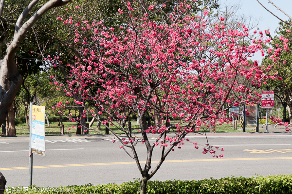 后里中科崴立機電櫻花公園綠萼櫻和八重櫻登場，櫻花步道好好拍