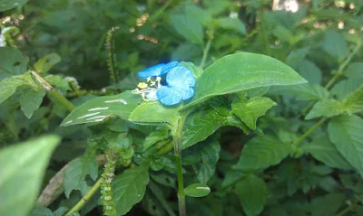 La Commelina erecta ("flor de Santa Lucía"