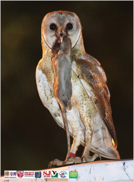 As I See It The Barn Owl Project