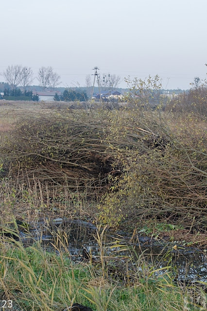 droga ekspresowa s5 bydgoszcz zamość rynarzewo szubin poznań