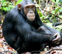 rwanda holiday,tours,nyungwe forest national park,chimpanzee trek,nyungwe,ruhengeri,gorilla tracking,volcanoes national park