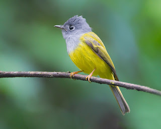 Grey Headed Canary Flycatcher - Coorg, India, Asia, Western Ghats