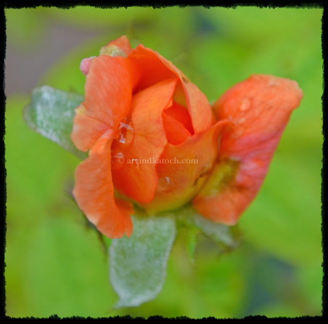 A Light Orange Rose Shying to Open Up (Middle form of Bud and Full Rose)