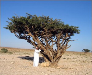 Frankincense-Tree-Salalah-300x244.jpg