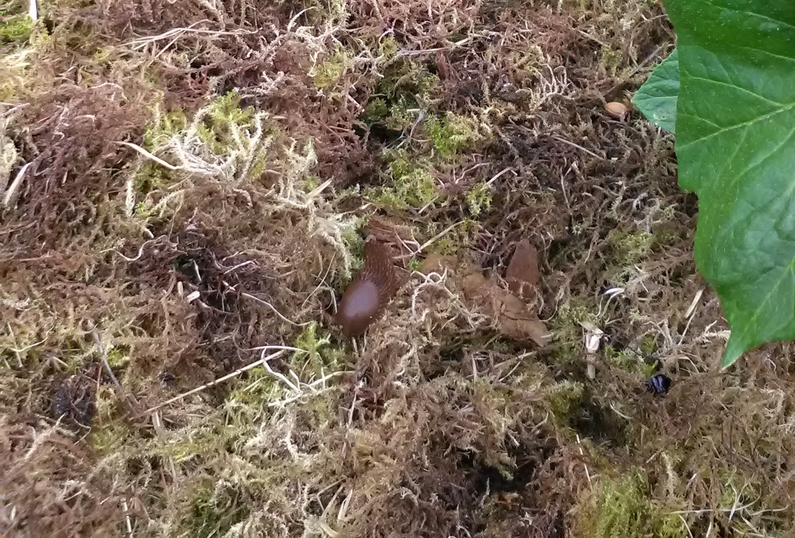 Mulching moss against slugs didn't work Amateur science
