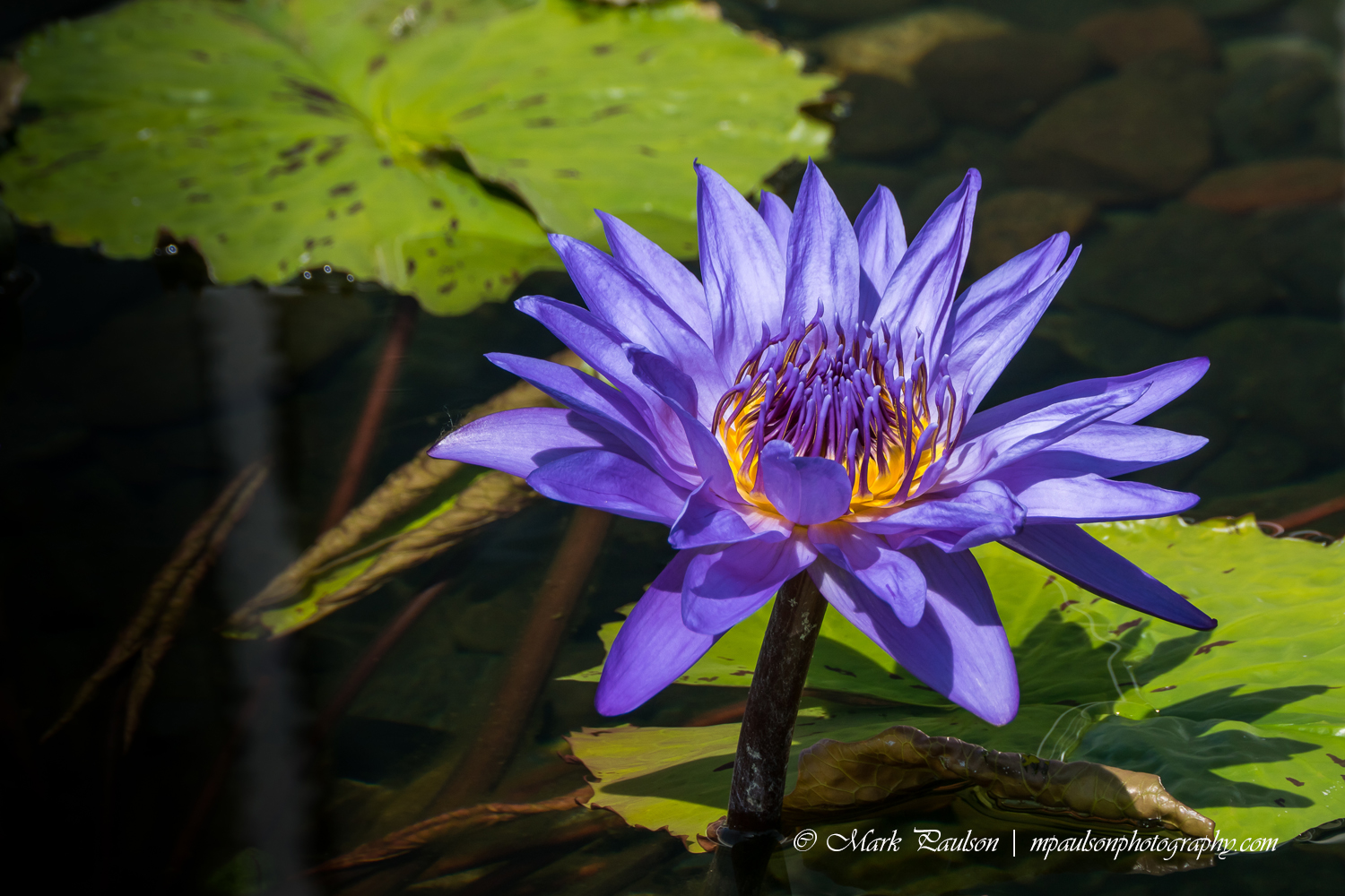 MAP Artistic Photography Photo of the Day Blue Water Lily, Minnesota