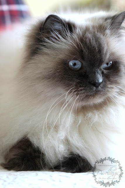 Bella, our blue point Himalayan!