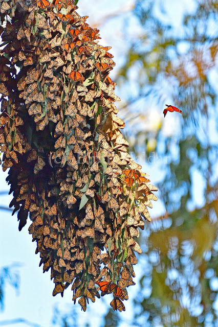 Monarch Butterfly Cluster Monarch Butterfly Cluster