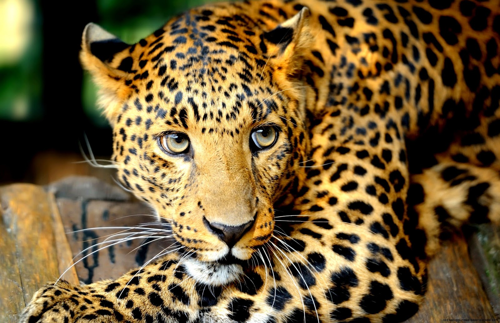 Free Leopard Screensavers