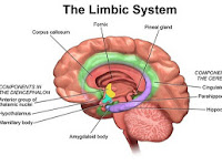 Limbic System Diagram Limbic System Diagram