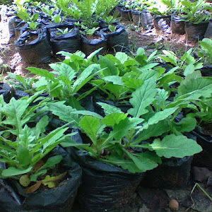 Manfaat Vitamin D3 dan K2 untuk Kesehatan Tulang dan Jantung