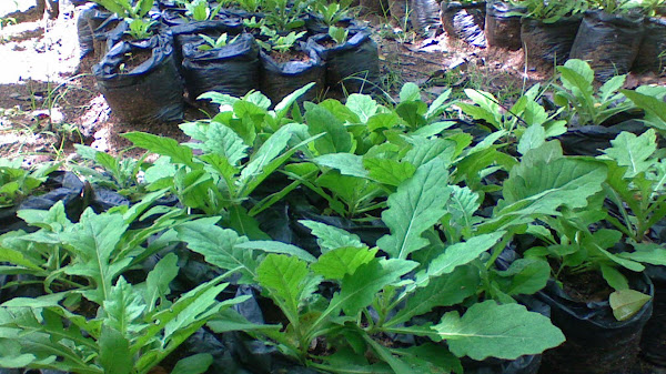 Manfaat daun bidara untuk tubuh: tanaman pengusir jin alami