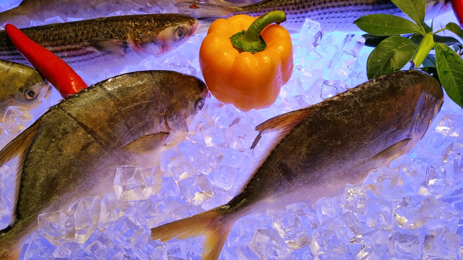 The Aquaculturists 06/05/2015 POLFISH at AmberExpo, Gdansk, Poland