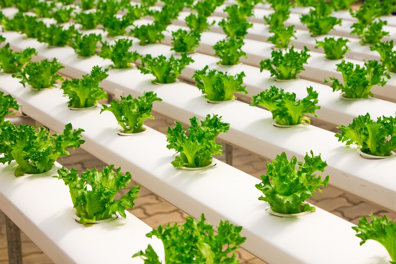 what-plants-can-you-grow-hydroponically-farmer-s-blog