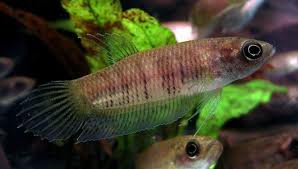 Betta pi ~ Nice Betta