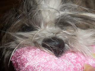 xiwang-peluche-rosa-hocico