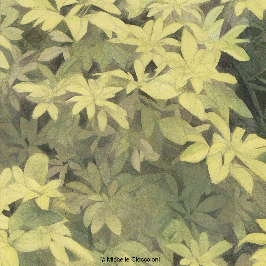 Monkton Elm News Events And Tips Blog Plant Of The Month April