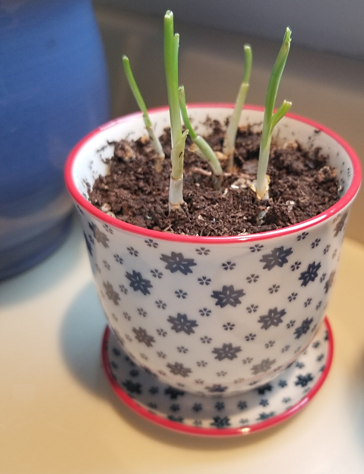 Classy Event Organizer How to ReGrow Garlic Scraps