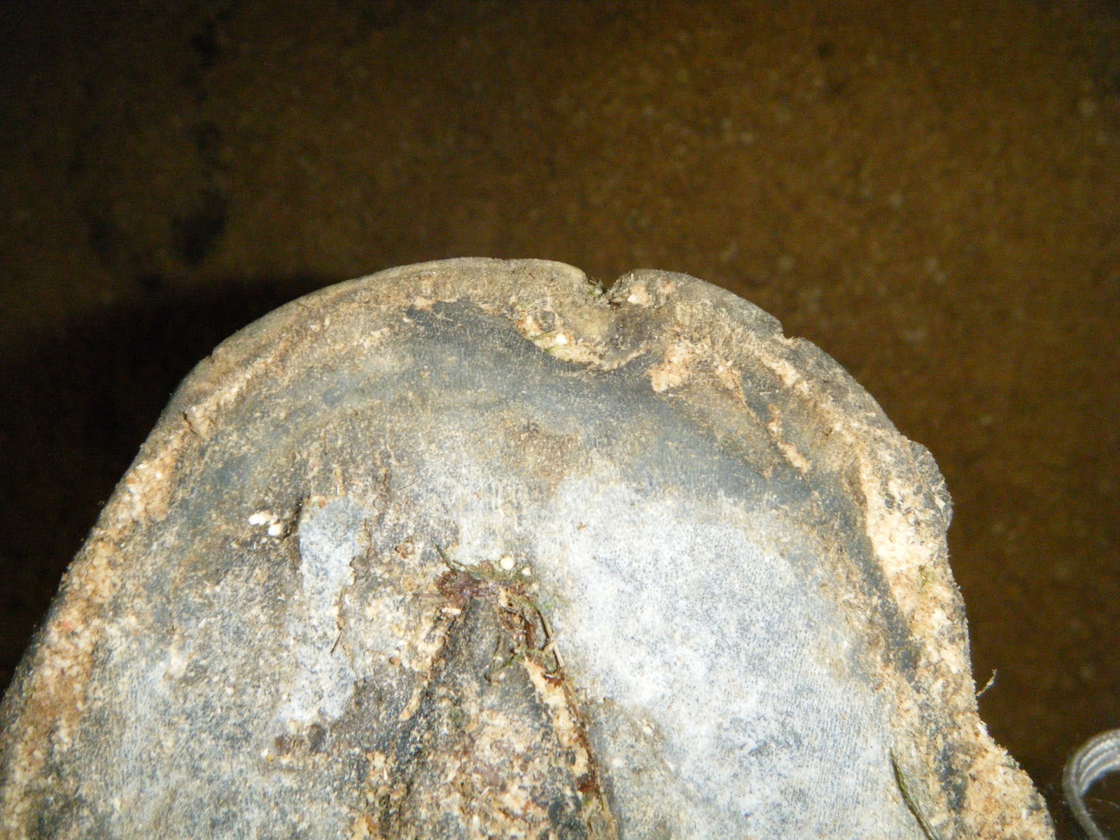 Wren Loop Thoroughbreds Keratoma