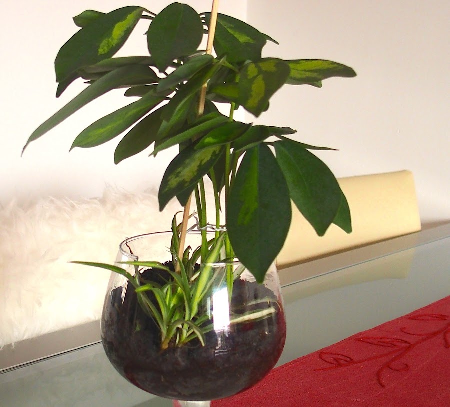 Mis reproducciones de plantas y reciclaje