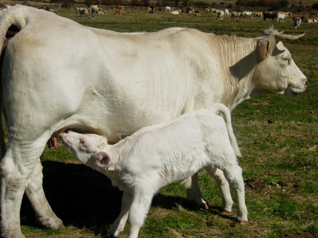 vaca con ternero mamando