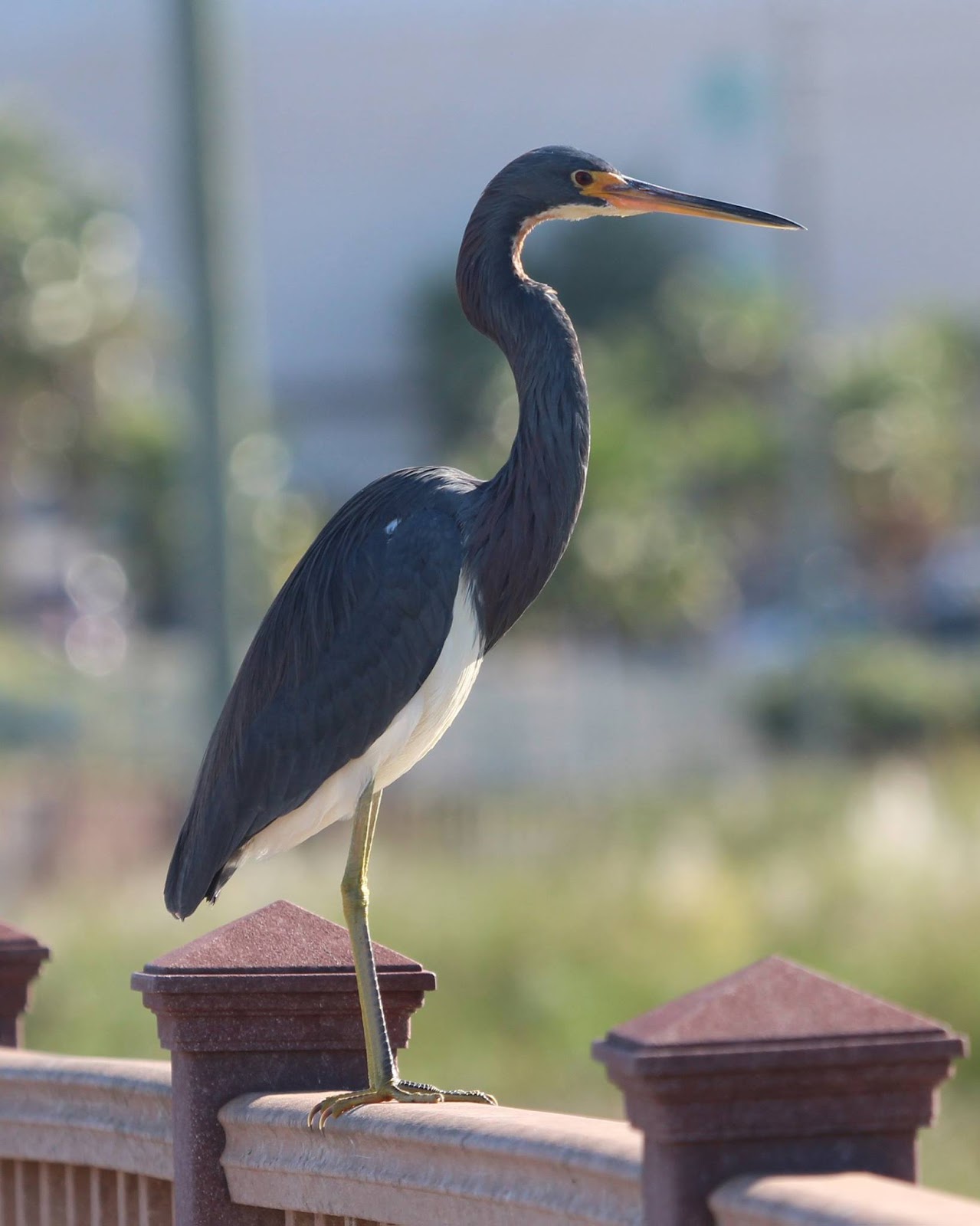 Ruminations: Birds of South Texas Part I