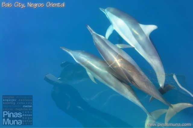Dolphins in Bais Negros Oriental