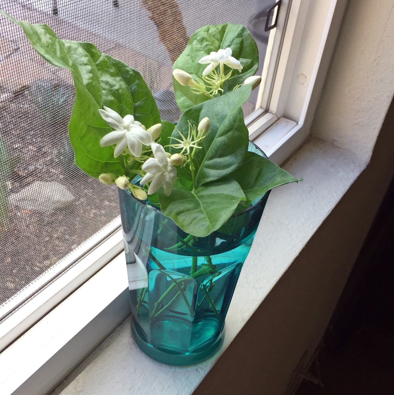 Brad's Tropical Paradise How to bring the wonderful smell of jasmine