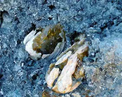 Calcite Fossilized Clams Collecting in Florida