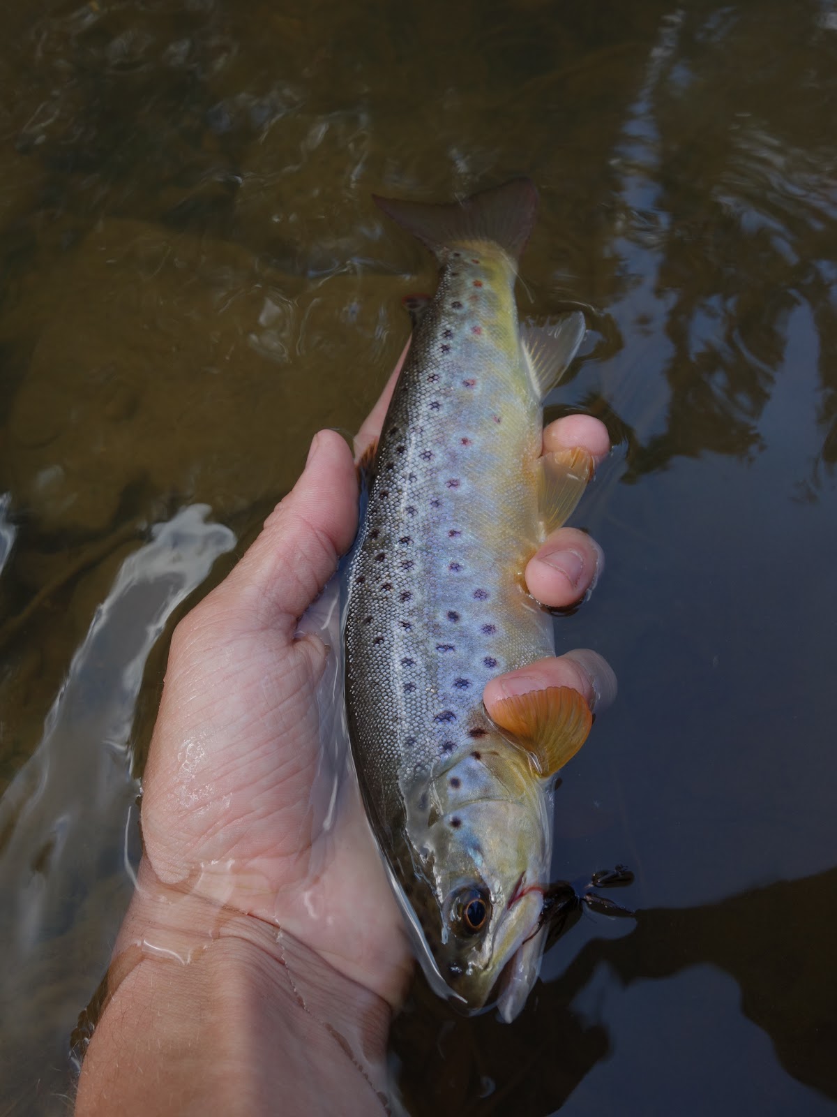 Connecticut Fly Angler Central PA Summer Trout Penns Creek