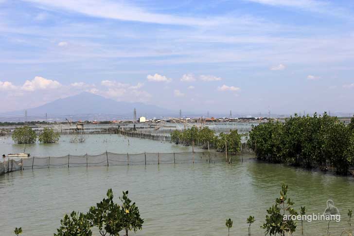 taman mangrove morosari demak