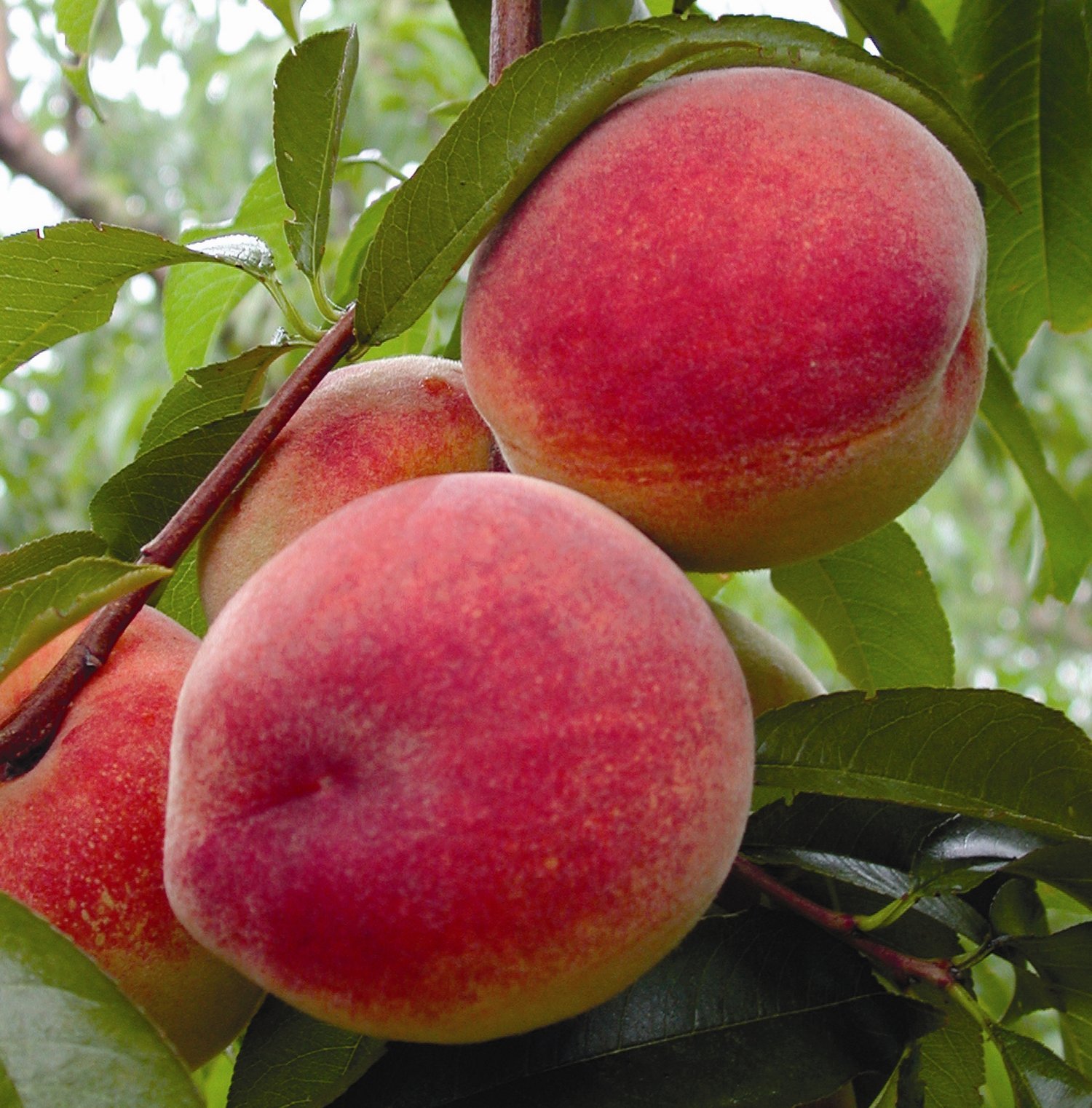 CalmSojourner Name of Fruits in English to Mizo language (Translation)