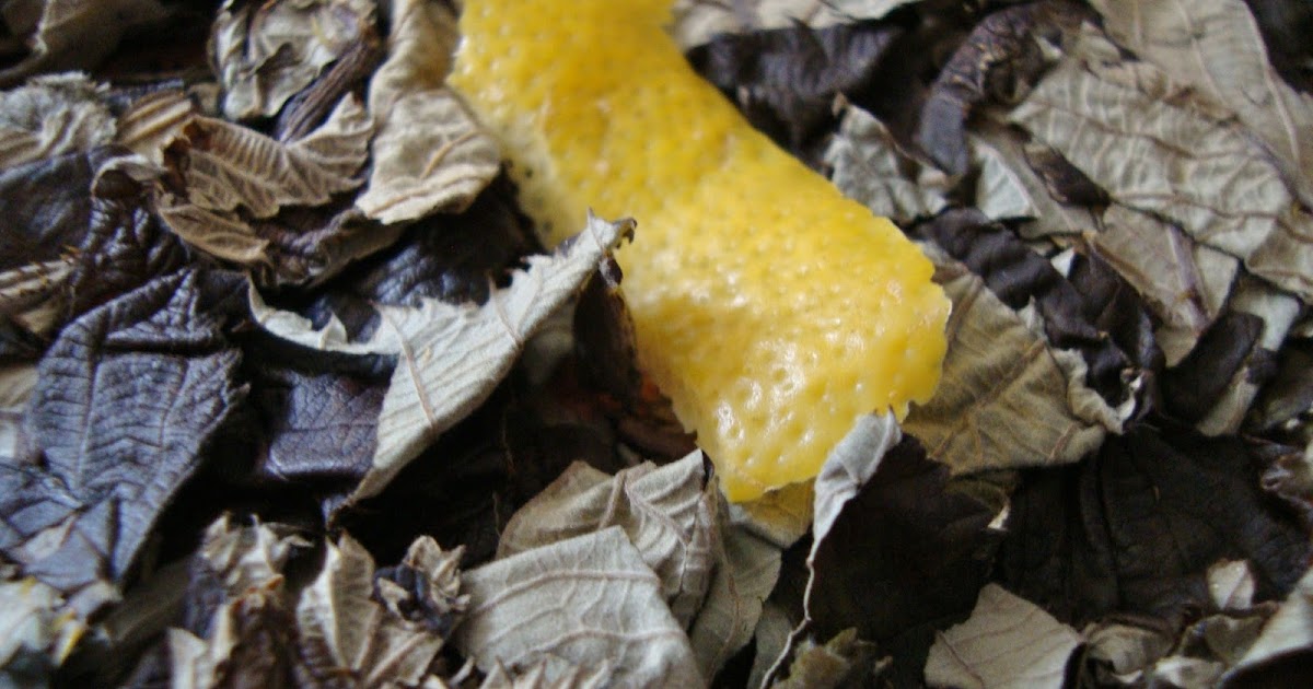 Cooketteria: Fermentierter Brombeerblättertee (funzt auch mit Himbeer ...