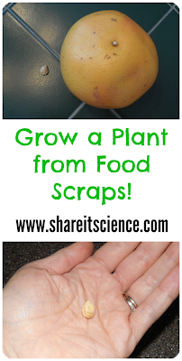Grow a Plant from Food Scraps science for kids